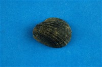 藏品(漁舟蜑螺)的圖片